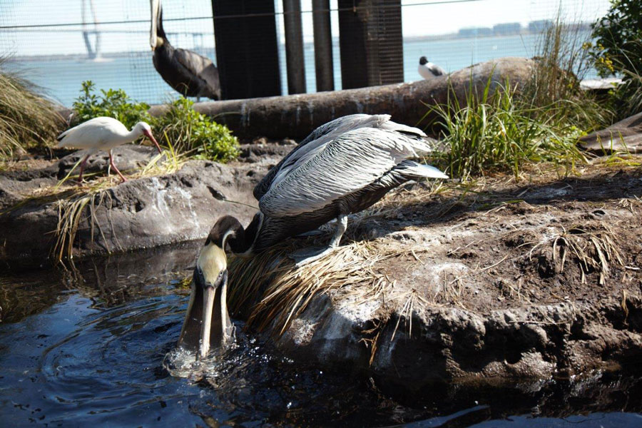 Pelican beak