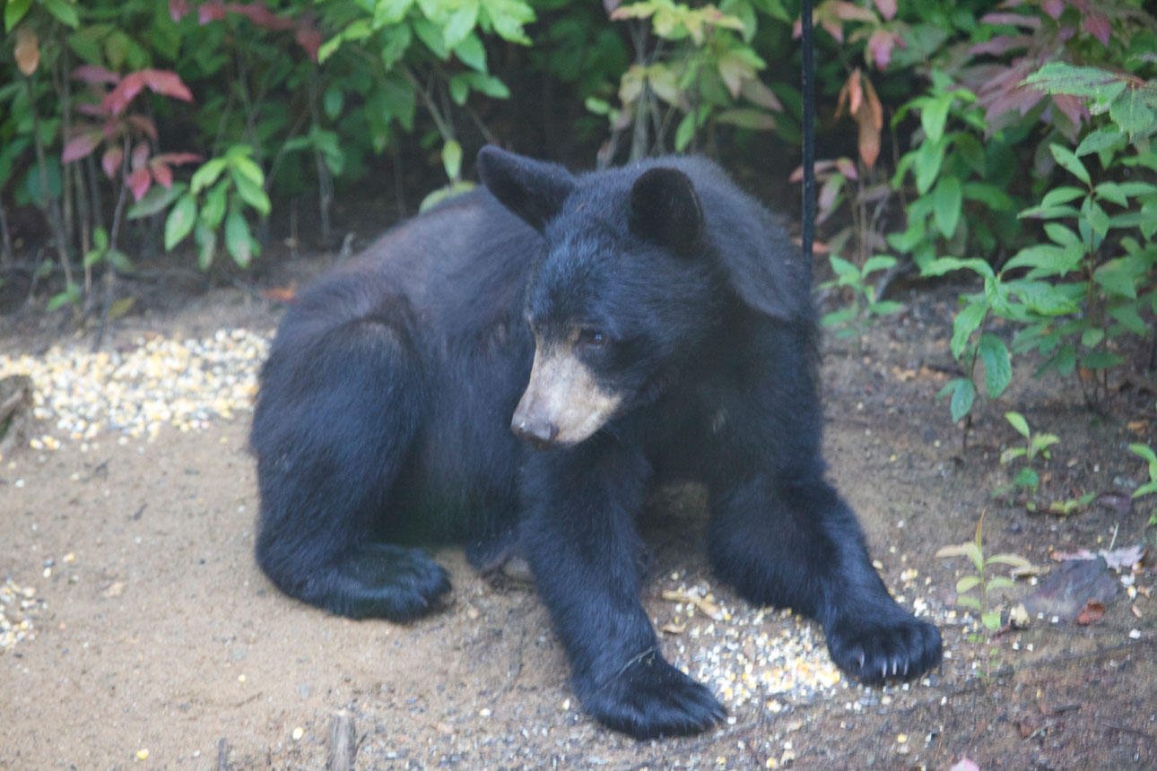Black Bear In Back Yard
